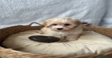 Maltipoo dogs - Advert 3