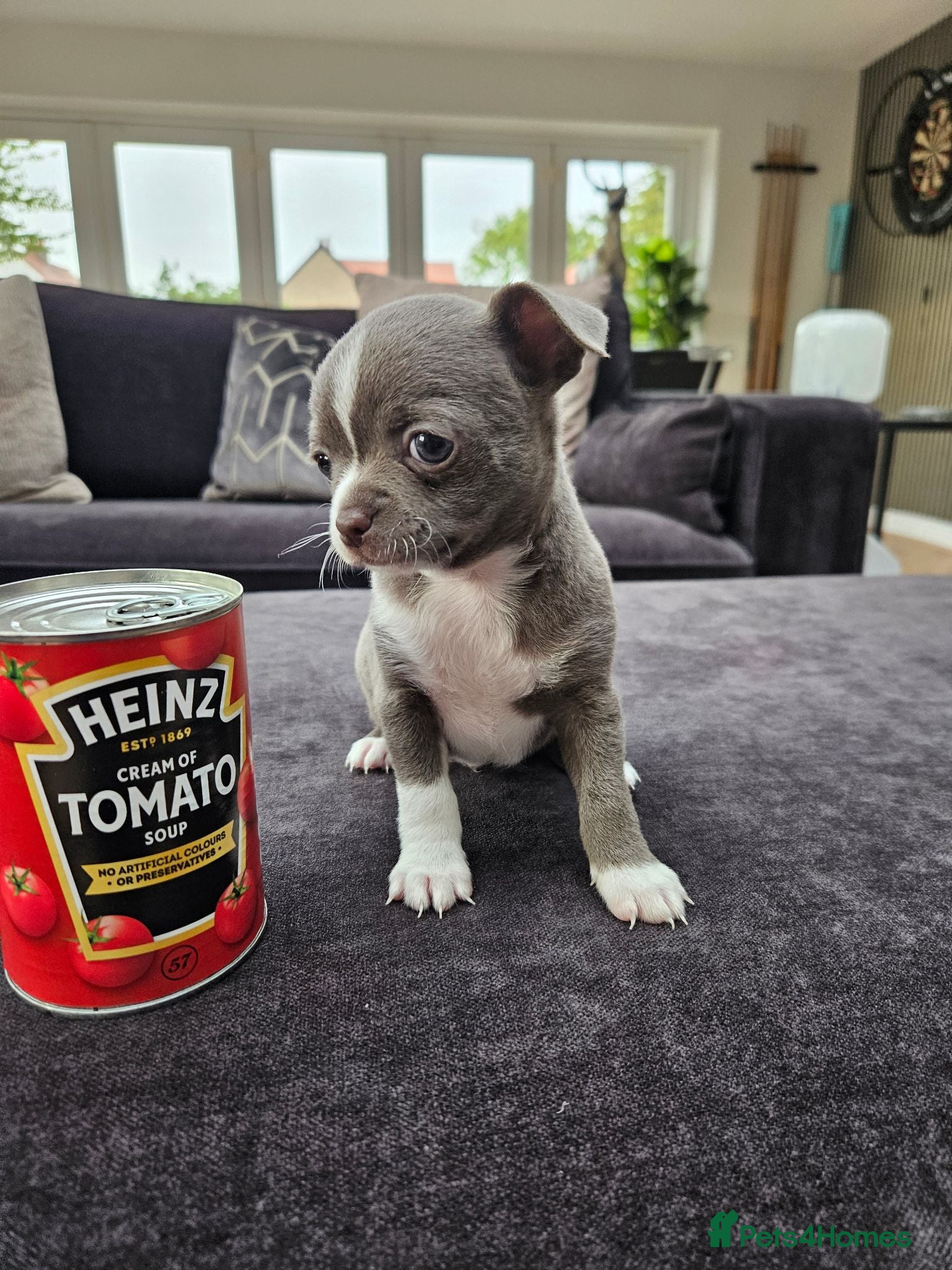 Chihuahua dogs Only 1 left ## Smoothcoat Chihuahua puppy for sale - Advert 2