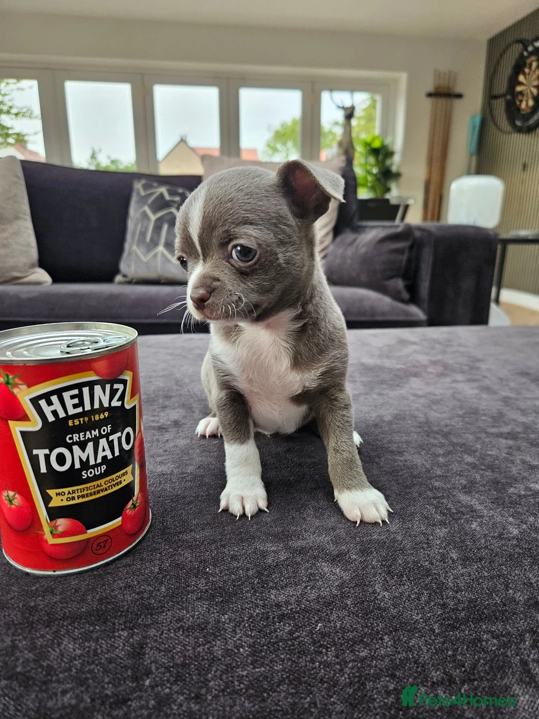 Chihuahua dogs for sale: Only 1 left ## Smoothcoat Chihuahua puppy for sale - Advert 2