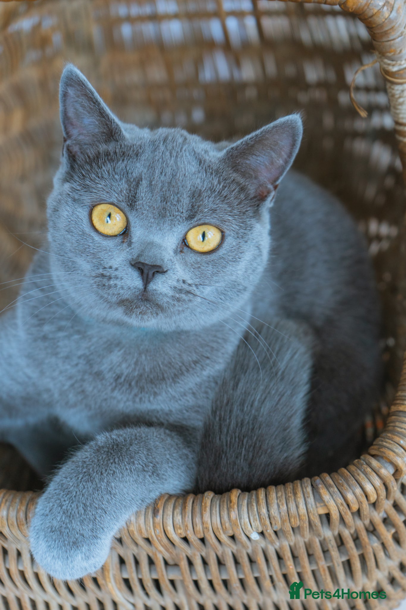 British Shorthair cats 7 month old British blue  - Advert 2