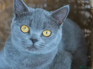 British Shorthair cats 7 month old British blue - Advert 1