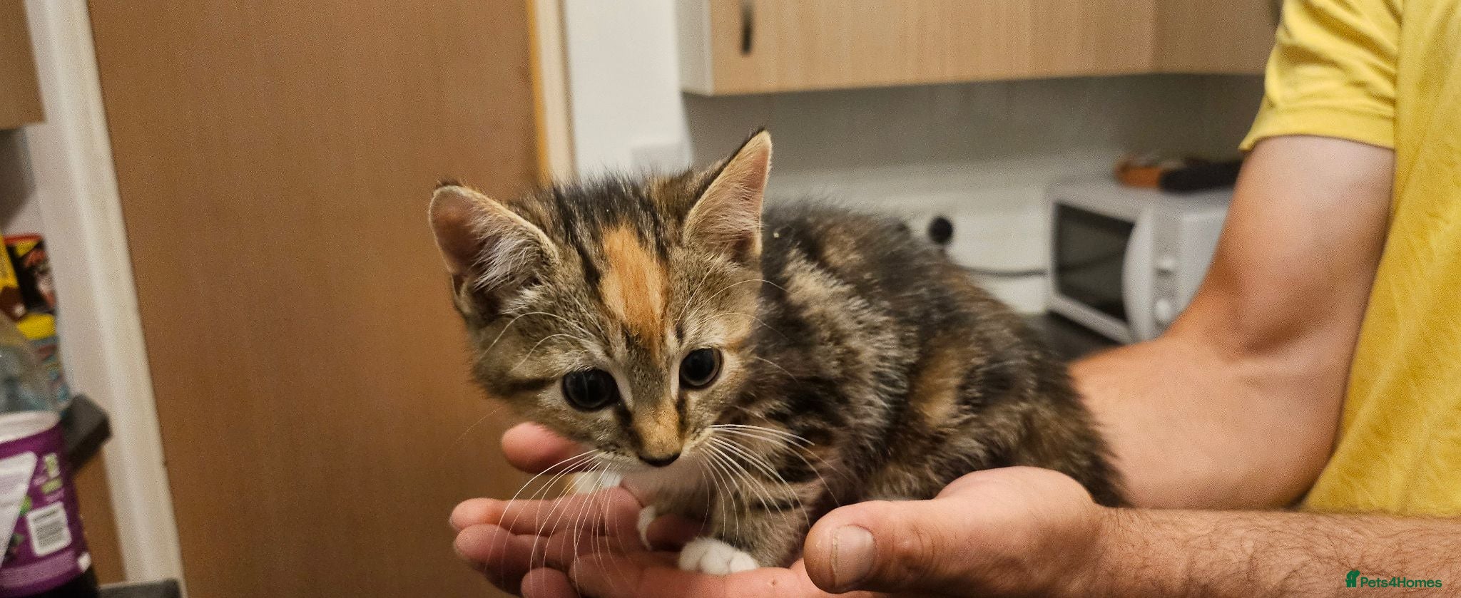 Mixed Breed cats Kittens for sale  - Advert 5