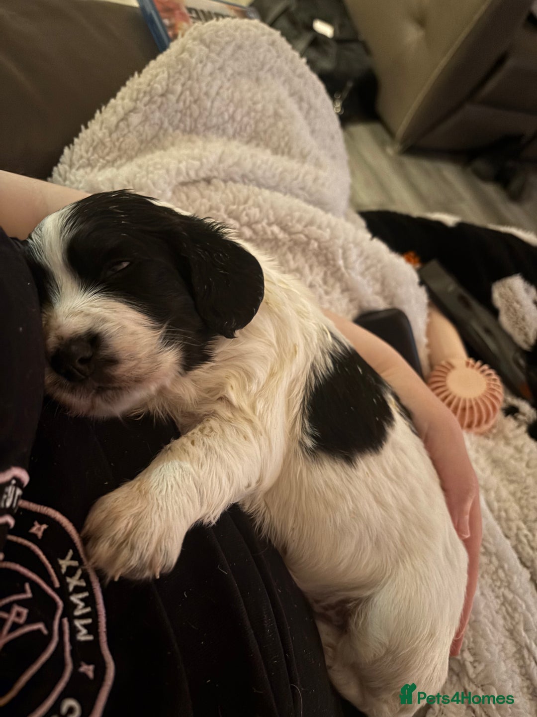 English Springer Spaniel dogs for sale: Springer spaniel pups  - Advert 7