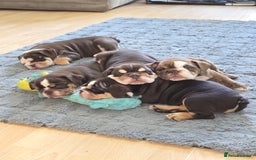 English Bulldog dogs for sale: English Bulldog puppie- Chocolate/tan & Brindle - Image 1