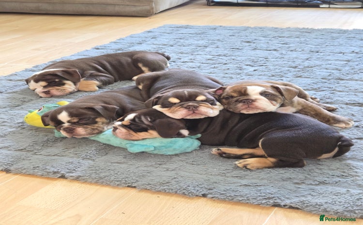 English Bulldog dogs - Advert 7