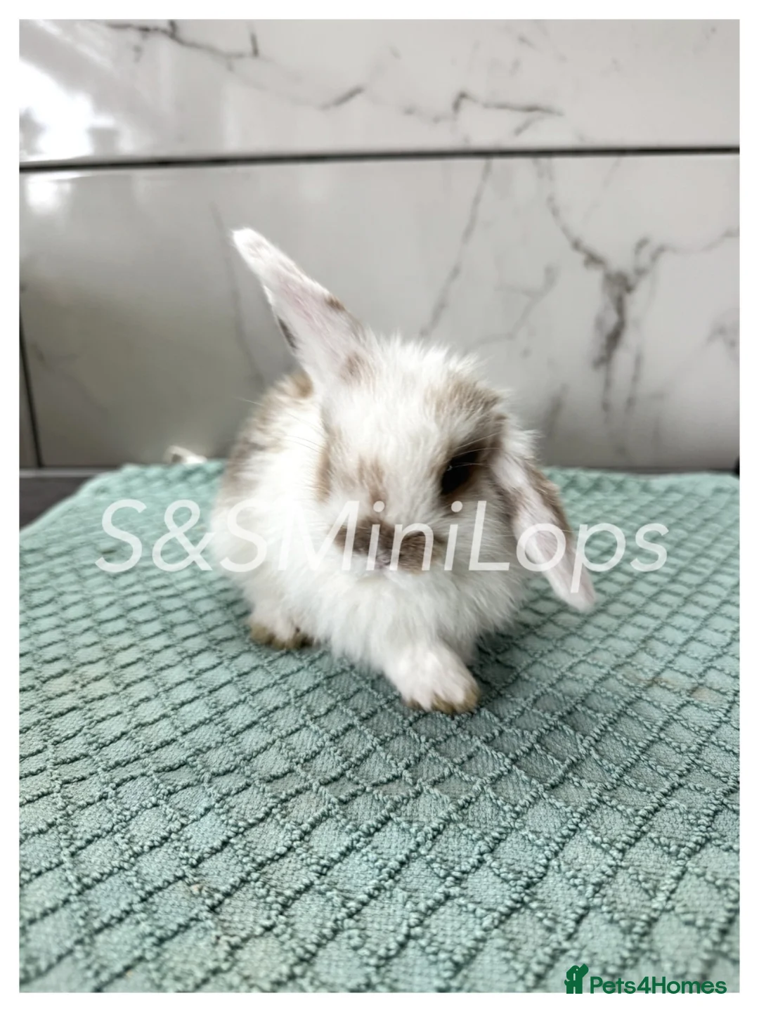 Mini Lop rabbits for sale: Pure Mini Lop Kits For Sale - Mixed Litter  in Waterlooville - Advert 9