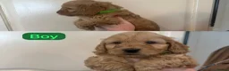 Cockapoo dogs for sale: F1 Cockapoo Puppy’s  - Advert 7