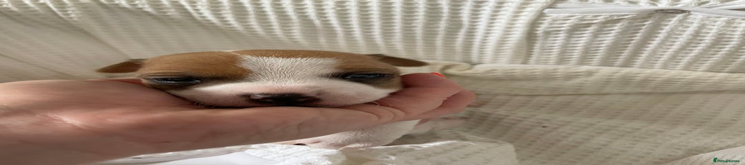 Jack Russell Puppy 1