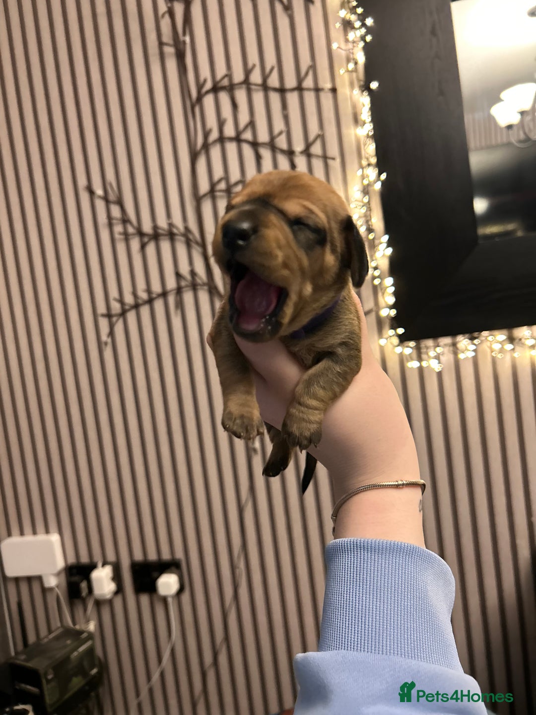 Dachshund dogs for sale: Litter of 8 beautiful dachshund puppies🩵🩷 - Advert 15