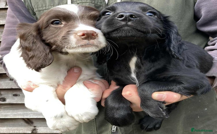 Sprocker dogs - Advert 8
