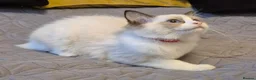 Ragdoll cats for sale: 7 Ragdoll kittens for sale - Advert 13