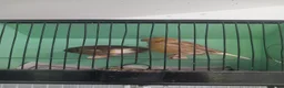 Canaries birds for sale: Canaries - Advert 3