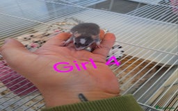 Rat rodents for sale: Baby fancy rats male and female available  - Image 9