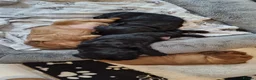 Cocker Spaniel dogs for sale: 🐾 Show Type Cocker Spaniel Boys – 2 Available - Advert 16