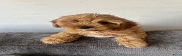 Cavapoo dogs for sale: Stunning F1 Toy Cavapoos, health tested parents  - Advert 4