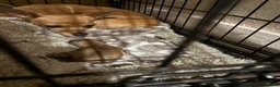 Chihuahua dogs for sale: 17 week old Girl Chihuahua  in Stoke-on-Trent - Advert 6