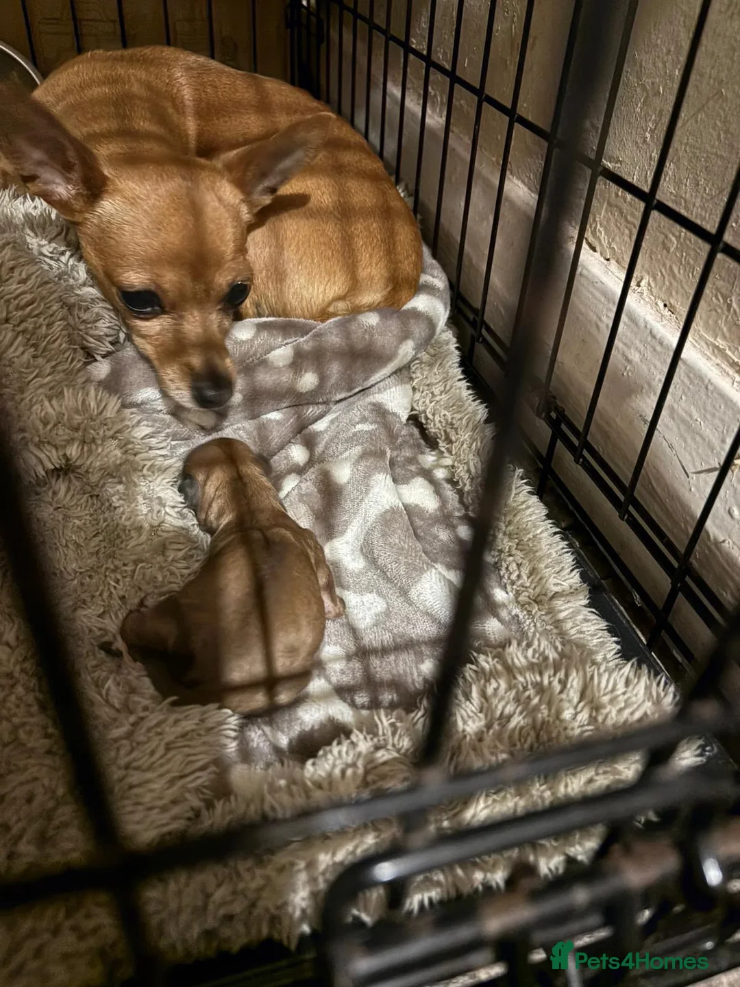 Chihuahua dogs for sale: 17 week old Girl Chihuahua  in Stoke-on-Trent - Advert 6