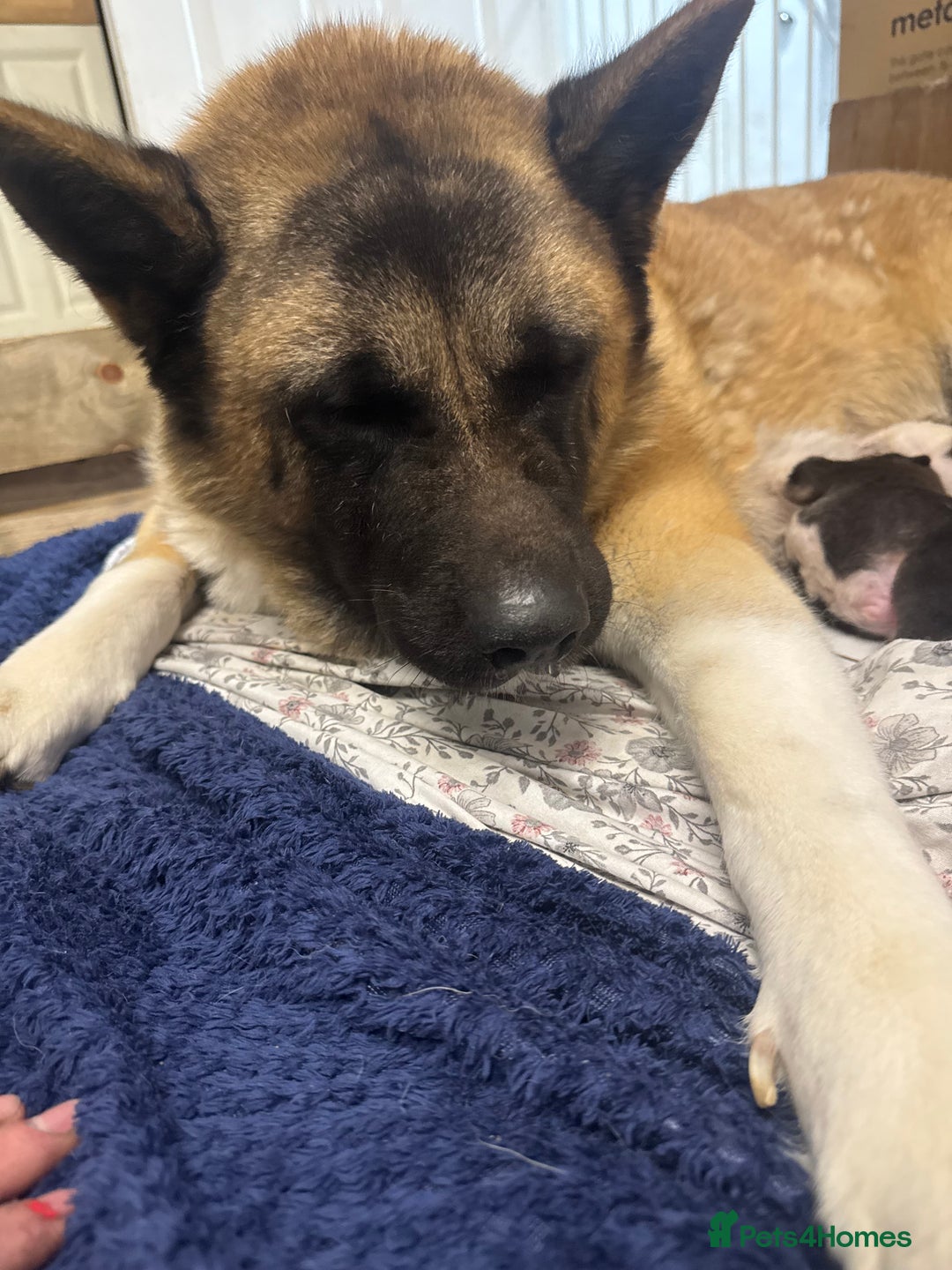 Akita dogs for sale: Bear face American akita  - Image 1