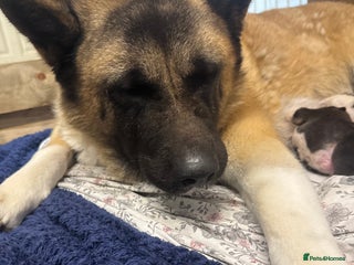 Akita dogs for sale - Advert 1