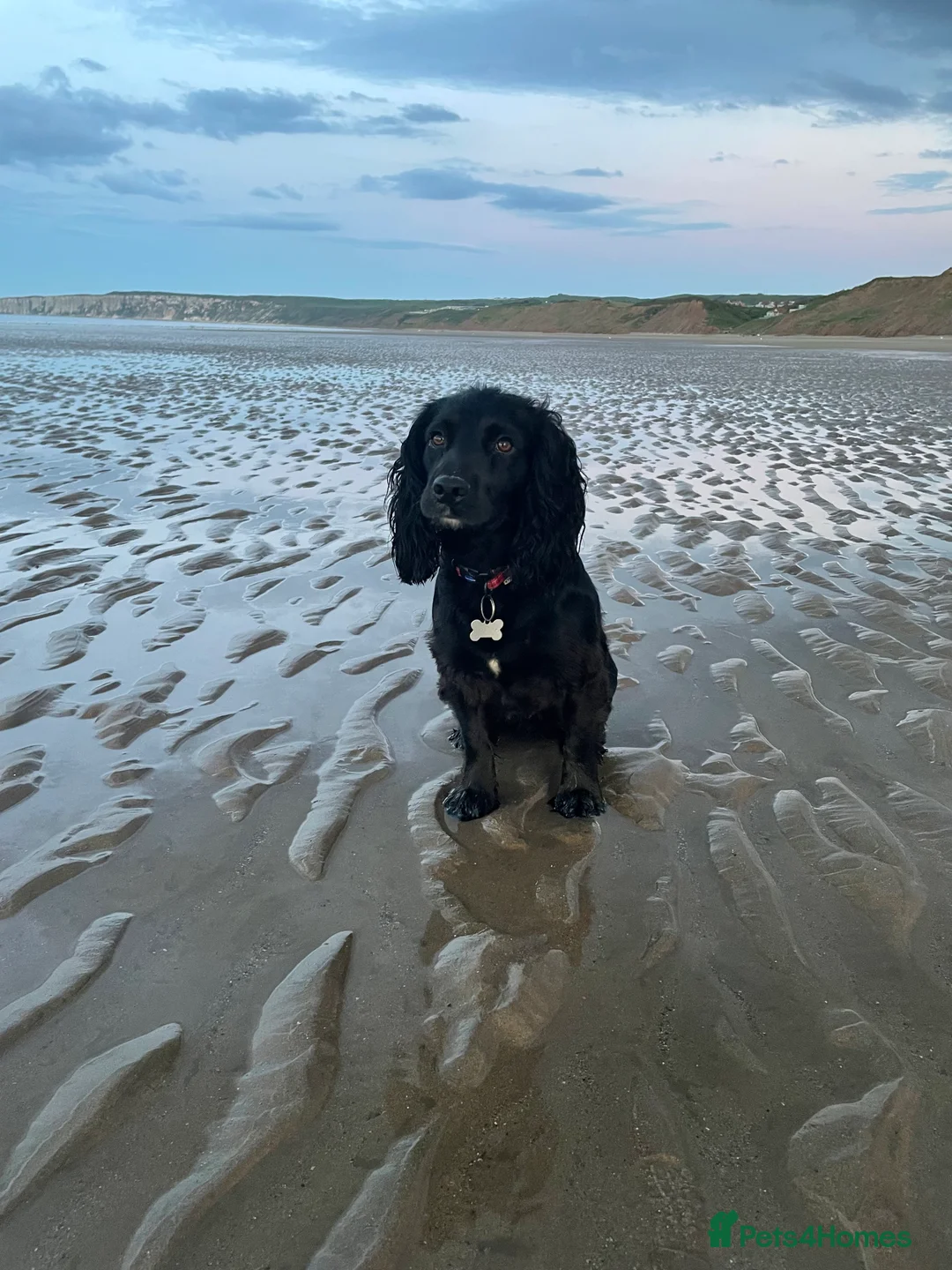 Cocker Spaniel dogs for stud: Cocker Spaniel Stud - Advert 3