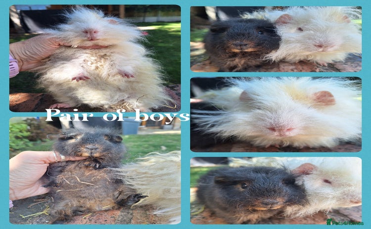 Guinea Pig rodents - Advert 12