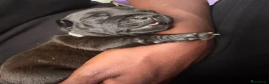 GREY COLLAR, Black female 