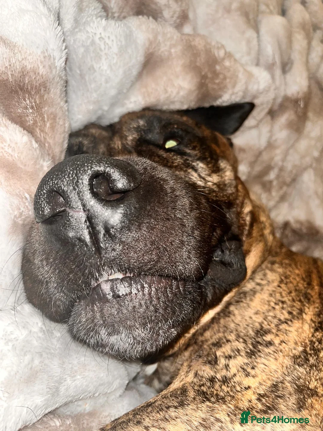 Presa Canario dogs for sale: Presa Canario male 4 yrs old - Advert 2