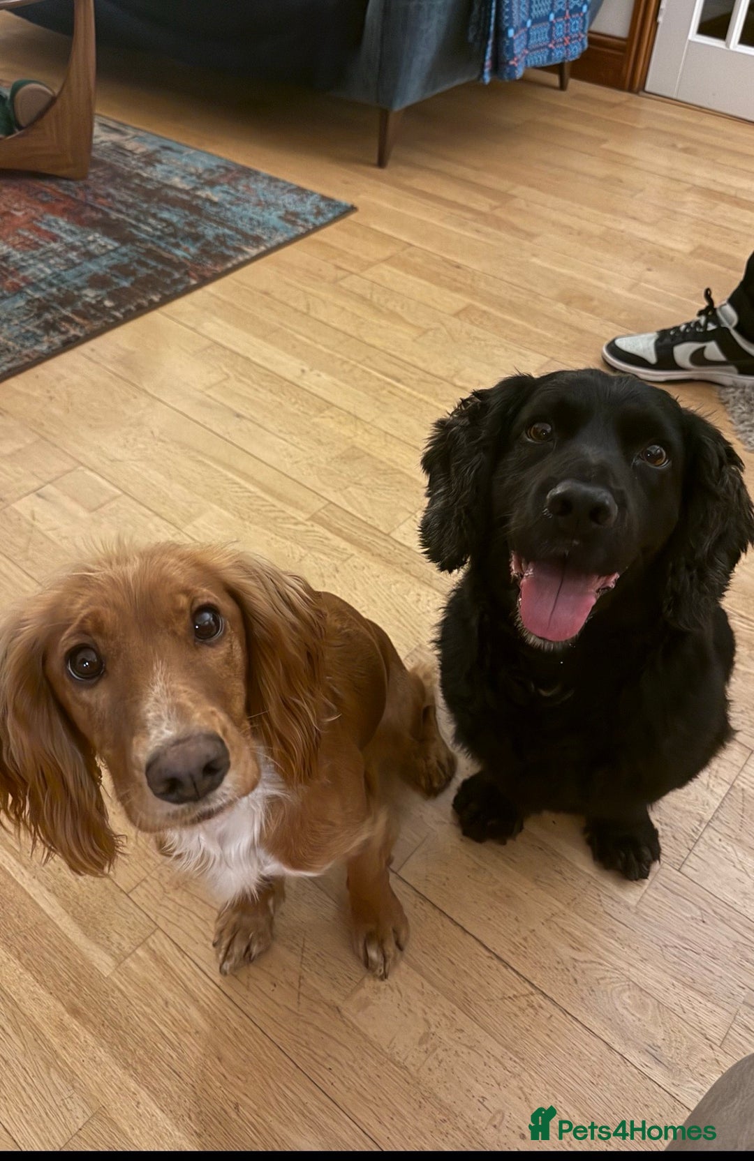 Cocker Spaniel dogs for sale: Gorgeous kc working cocker spaniel puppy - Advert 4