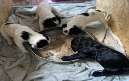 Cocker Spaniel dogs for sale: 1 beautiful boy working cocker spaniels left £650 - Image 4