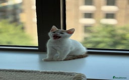 American Shorthair cats for sale: Female Kitten ready to go, need gone ASAP:-( - Image 1