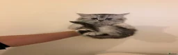 Mixed Breed cats for sale:  Persian mix kittens  in Bradford - Advert 6