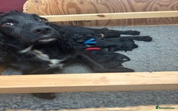 Cocker Spaniel dogs for sale: Cocker Spaniel male left KC Registered Docked  - Image 22