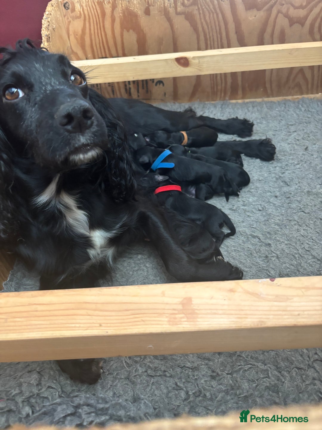 Cocker Spaniel dogs for sale: Cocker Spaniel male left KC Registered Docked  - Image 22