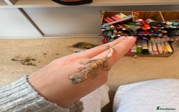 Gecko reptiles for sale: crested geckos  - Image 6
