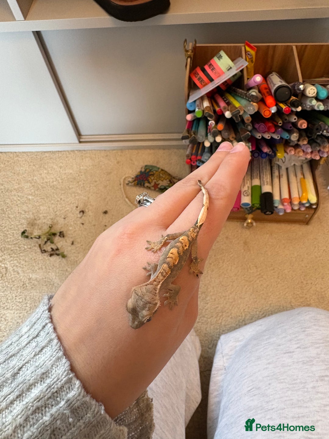 Gecko reptiles for sale: crested geckos  - Image 6