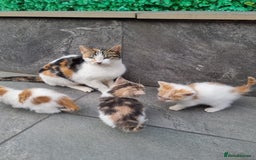 Exotic cats for sale: Cat kitten  - Image 5