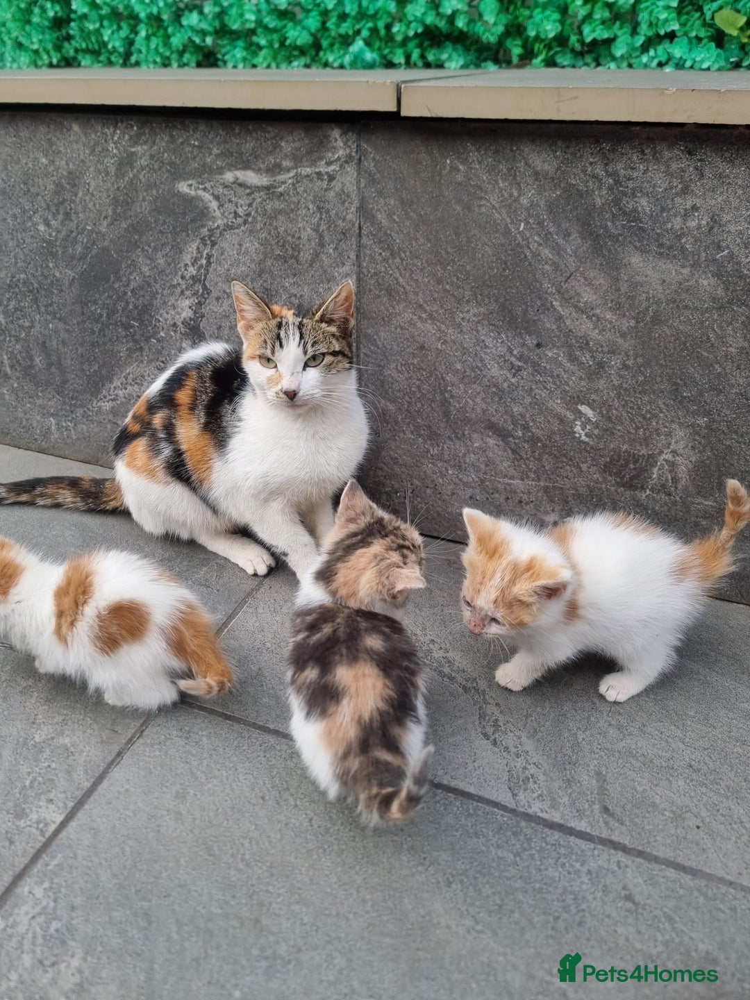 Exotic cats for sale: Cat kitten  - Image 5