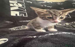 Mixed Breed cats for sale: Tabby/calico  - Image 8