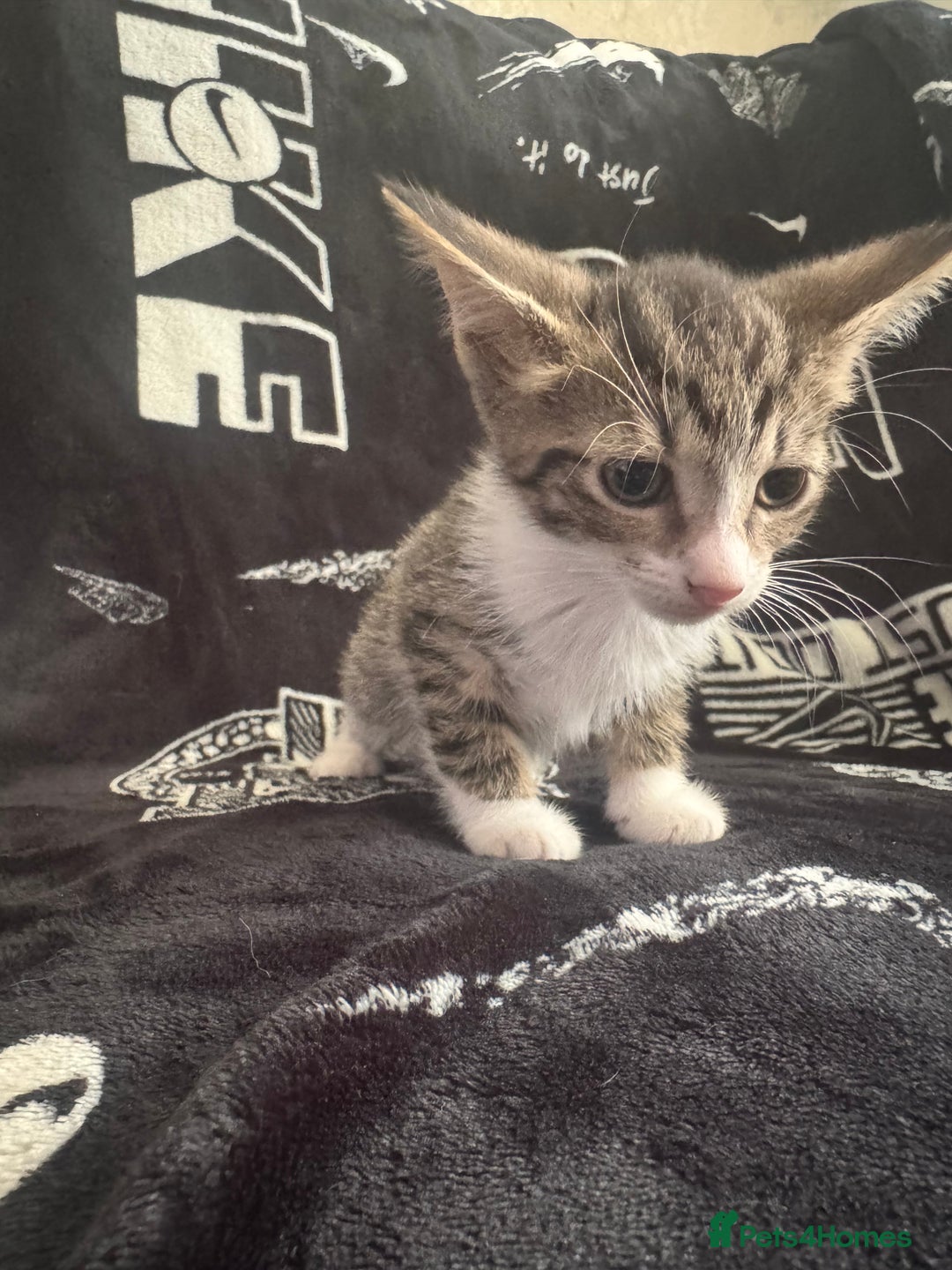 Mixed Breed cats for sale: Tabby/calico  - Image 8