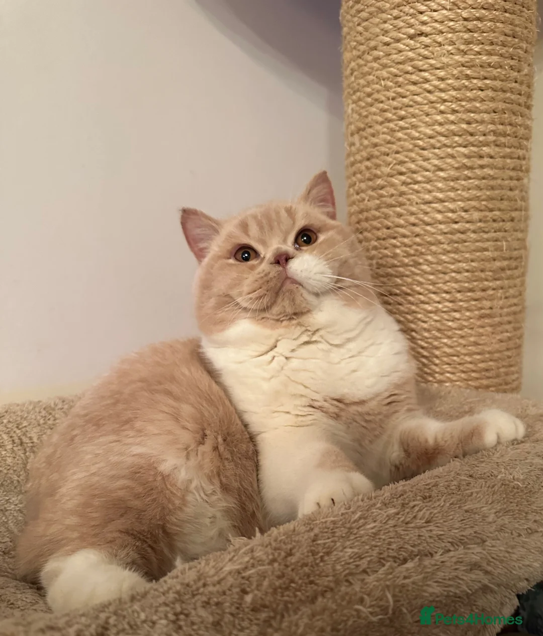 British Shorthair cats for sale: GCCF Registered ACTIVE for breeding Female Kitten  - Advert 3