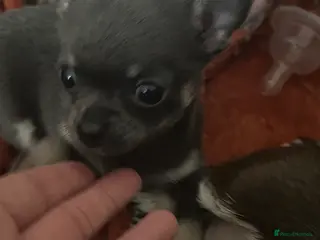 Chihuahua dogs KC Registered Blue and Tan little boy - Advert 17