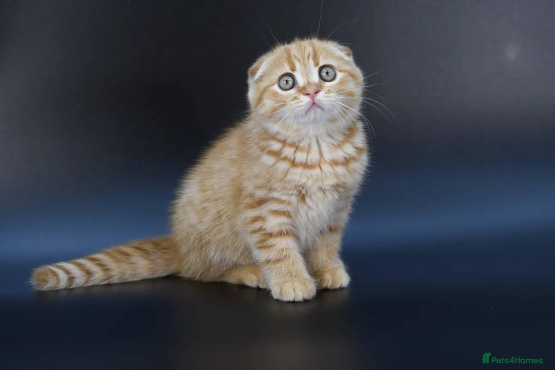 Scottish Fold cats for sale: LICENSED CATTERY, PURE BREED TOP QUALITY KITTENS - Advert 1