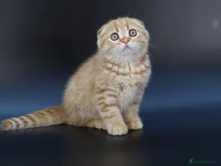 Scottish Fold cats LICENSED CATTERY, PURE BREED TOP QUALITY KITTENS - Advert 2