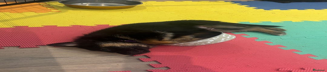 German Shepherd Puppy 4