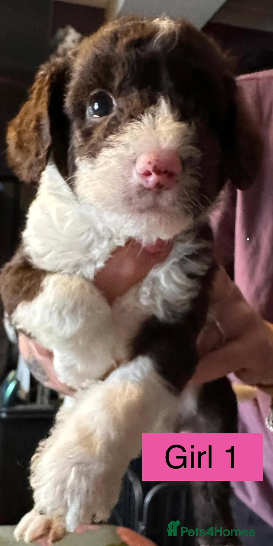 Mixed Breed dogs for sale: Airedale X Cockapoo  - Advert 6