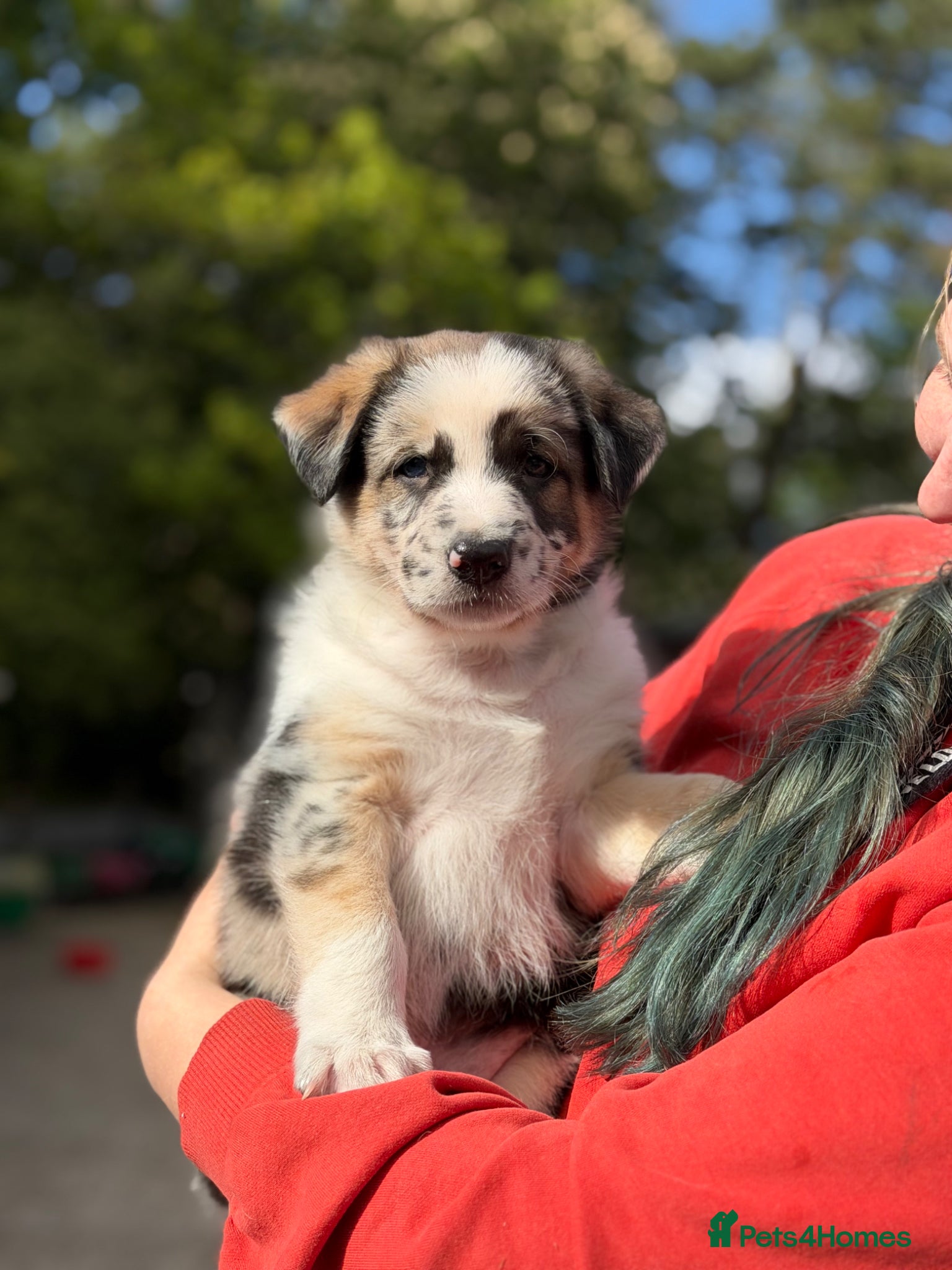 Mixed Breed dogs Beautiful Shollie pups - Advert 16