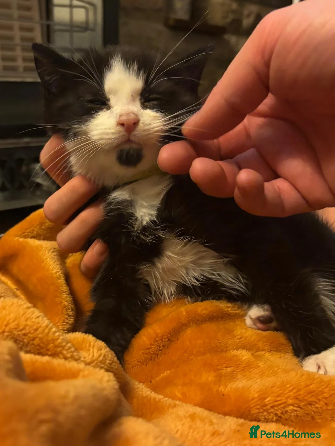 Mixed Breed cats for sale: Beautiful super fluffy mixed breed kittens - Advert 13