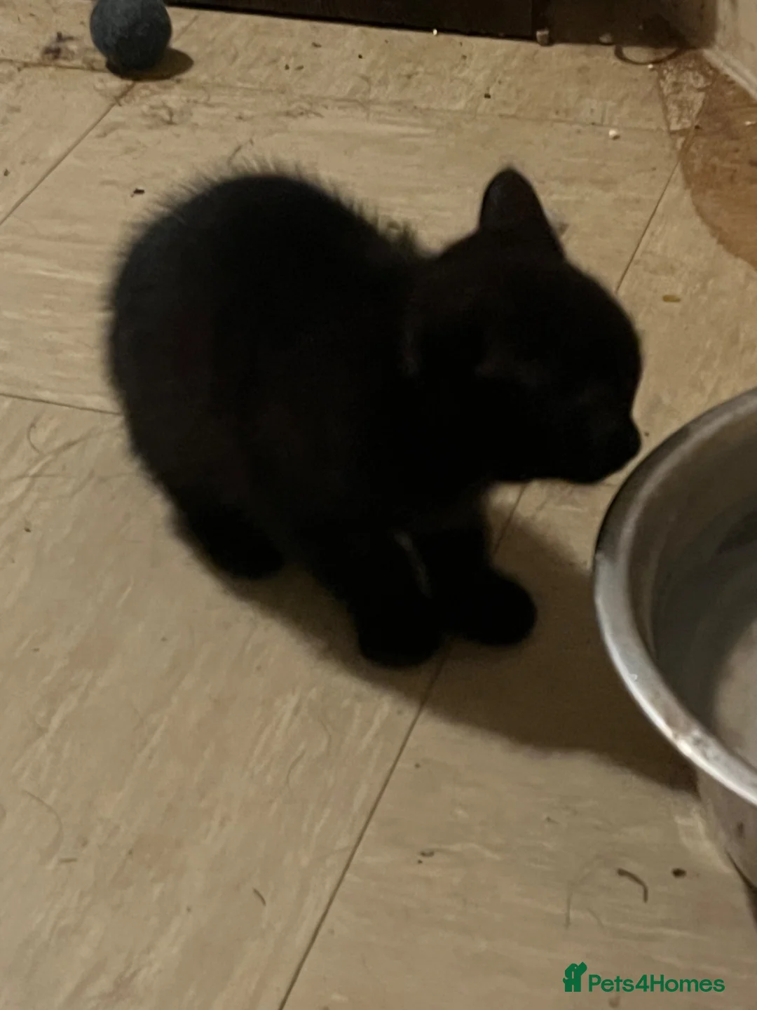 Mixed Breed cats for sale: Half Persian kittens 1 boy 3 females - Advert 4