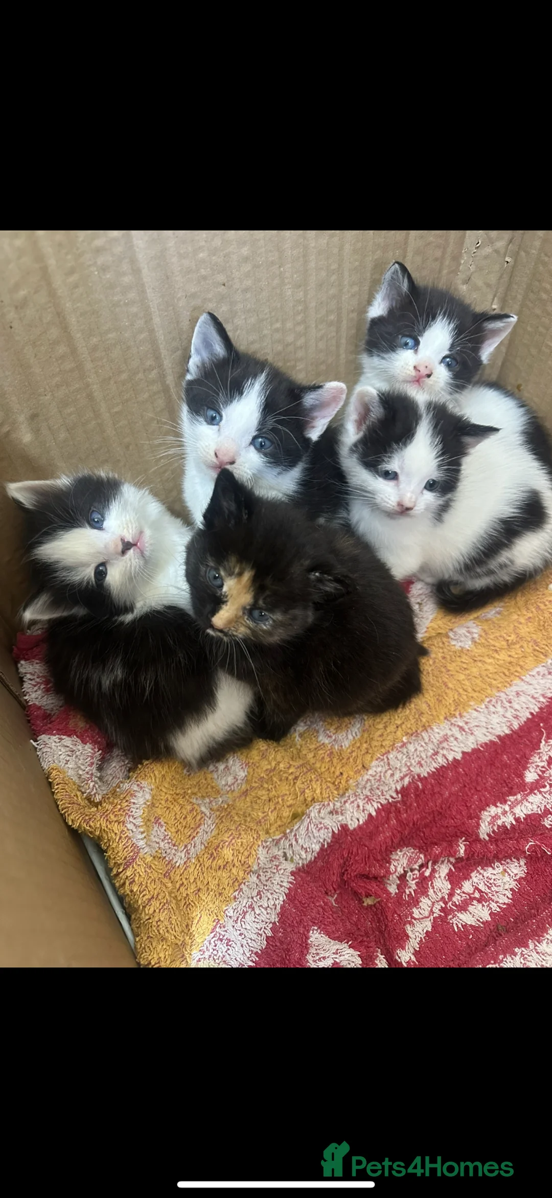 Norwegian Forest Cat cats for sale: Kittens for sale - Advert 2