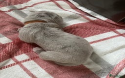 Cane Corso dogs for sale: Proudly presenting - Image 11